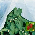 pp spunbond non woven fabric for agriculture 2