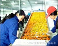 Nanfeng D&F Fruit-Vegetable Co.,Ltd.