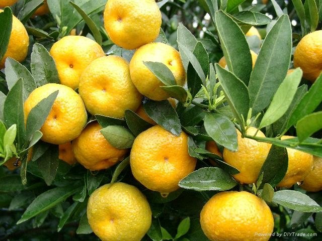 Nanfeng Mandarin Orange 2