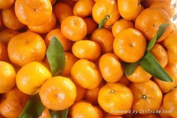 Nanfeng Mandarin Orange 3