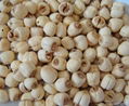 Lotus Seeds 1