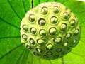 Lotus Seeds 2