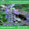 Coleus forskolin extracts 10%,20%,40%