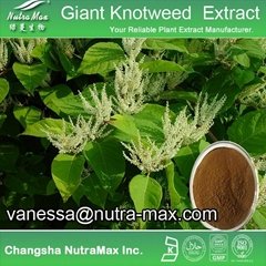 Giant Knotweed Extract 98% Resveratrol  
