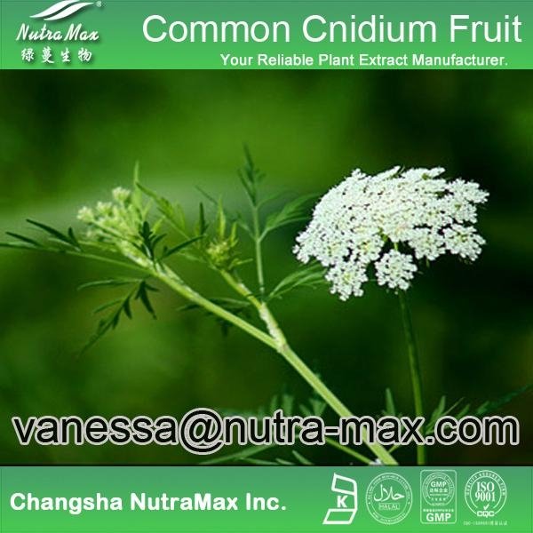 Common Cnidium Fruit P.E. 30% Osthole 