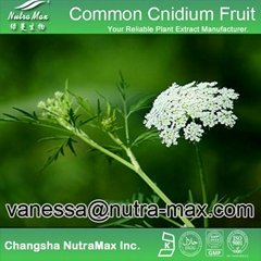 Common Cnidium Fruit P.E. 30% Osthole 