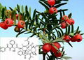 Natural paclitaxel extract