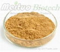 Ginkgo Biloba Extract - Flavoglycosides