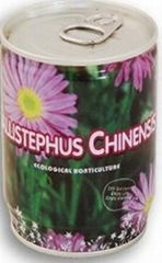 China aster