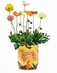 Corn poppy