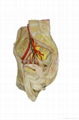 Artery of Pelvic (male)，Plasternized Anatomical Model 1