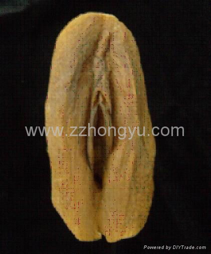 Female external genital organs,Plasternized Anatomical Model