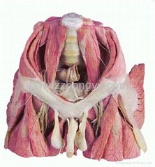 Pelvic organs of the male,medical model