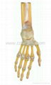 Joint of the Hand,Medical Model