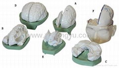 Model of Brain,human Anatomical Model (6 parts)