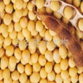 soybean P.E.