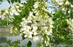 Pagodatree Flower Bud Extract
