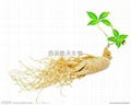 Ginseng extract