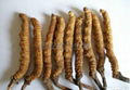 Cordyceps P.E. | Xi’an Shengtian