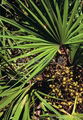 Saw Palmetto P.E. | Fatty Acids | Xi’an Shengtian Biological Engineering Co., Lt