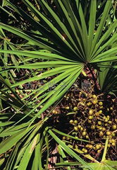 Saw Palmetto P.E. | Fatty Acids | Xi’an Shengtian Biological Engineering Co., Lt