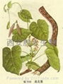 Root of Glaucescent Fissistigma extract