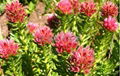 Rhodiola Rosea P.E.