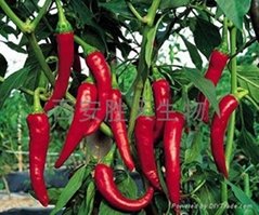 Chili pepper Extract