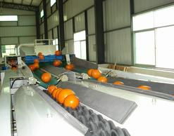 Fruits Weighing Sorting Machine