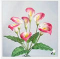 12 Calla Lilies TK-814/12C