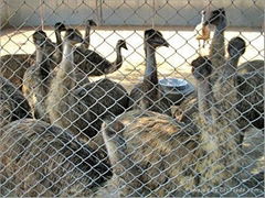 3 Months Old Ostrich Chicks For Sale