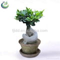 Bonsai Ficus 1