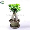 200g Ficus Bonsai 1