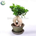 500g Ficus Ginseng