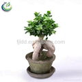 Bonsai Ficus Ginseng