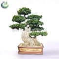 Bonsai Ficus Microcarpa 1