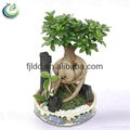 750g Bonsai Ficus Ginseng 1