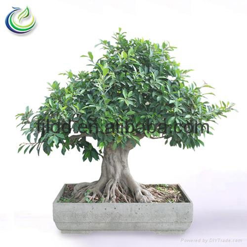 Bonsai Tree Ficus