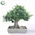 Bonsai Tree Ficus 1