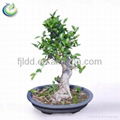 Bonsai Tree For Sale