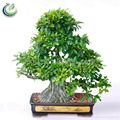 Evergreen Fig Tree 1