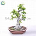 Chinese Bonsai Ficus