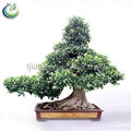 Curtain Tree Ficus 1