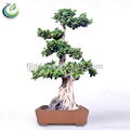 Ficus Bonsai Plant 1