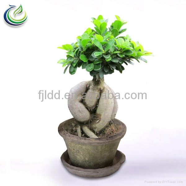 400g Ficus Ginseng Bonsai