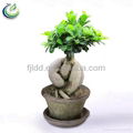 400g Ficus Ginseng Bonsai 1