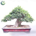 Ficus Microcarpa Bonsai