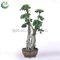 Ficus Microcarpa L.F