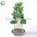 Bottle Shaped Ficus Microcarpa