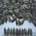 2012 chinese sunflower seeds